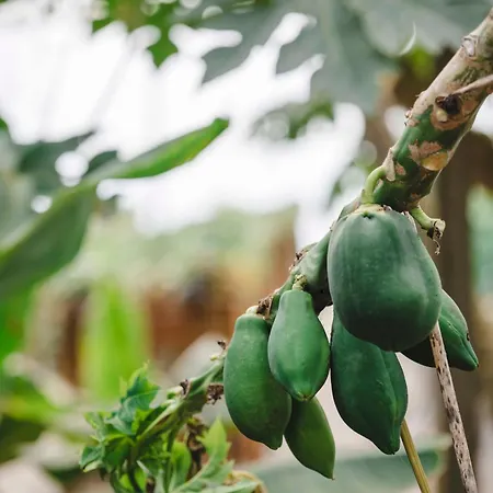 Quinta Da Carlota 住宿加早餐酒店 托里什韦德拉什