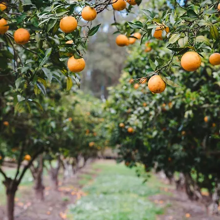 Quinta Da Carlota 4* 托里什韦德拉什