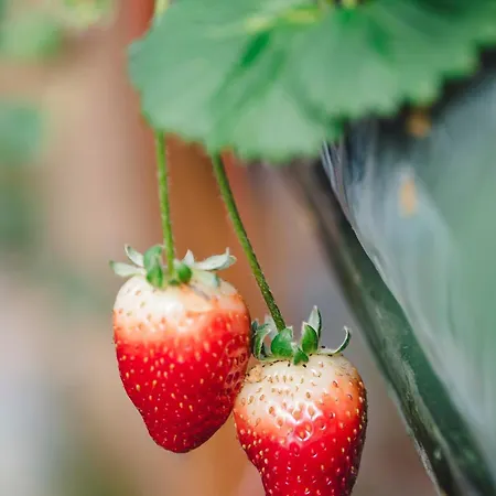 Quinta Da Carlota 住宿加早餐酒店 托里什韦德拉什