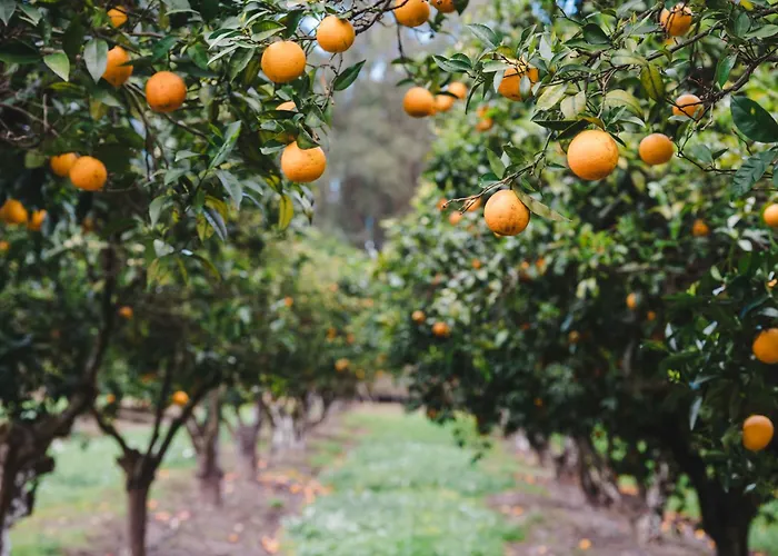 Quinta Da Carlota 4* 토레스베드라스