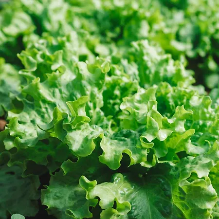 Bed & Breakfast Quinta Da Carlota 4*