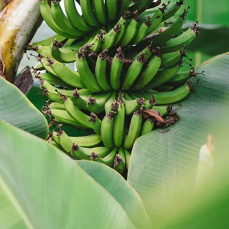 Quinta Da Carlota Bed & Breakfast Torres Vedras