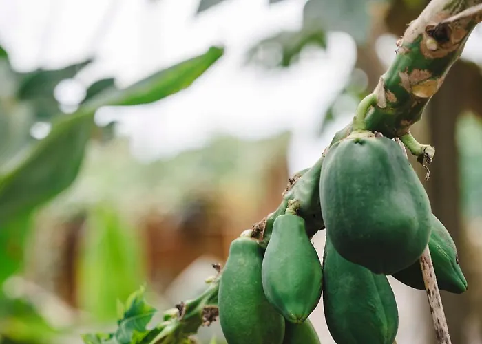 Quinta Da Carlota Bed & Breakfast Torres Vedras