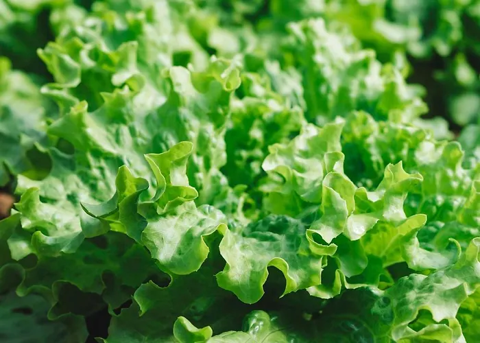 Nocleg ze śniadaniem Quinta Da Carlota 4*