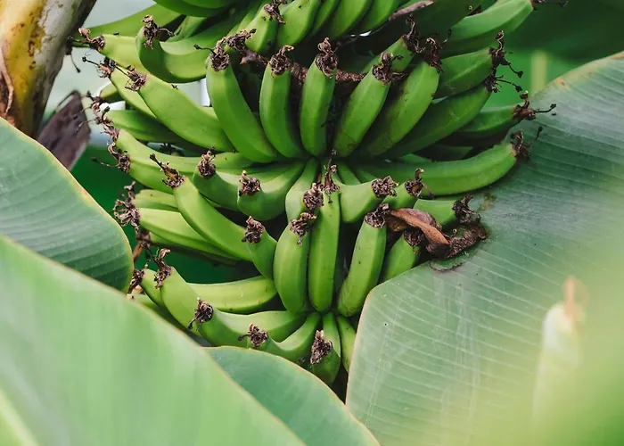 Quinta Da Carlota Nocleg ze śniadaniem Torres Vedras