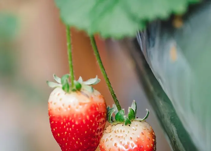 Quinta Da Carlota Nocleg ze śniadaniem Torres Vedras